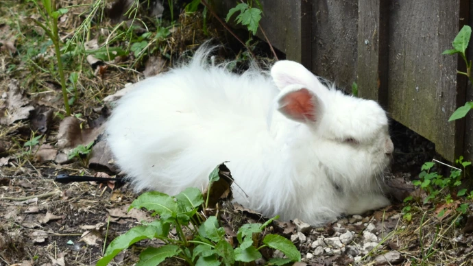 a white rabbit outside next to a cabin